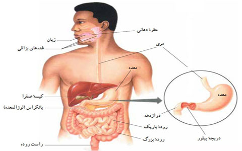 بررسی کامل دستگاه گوارش